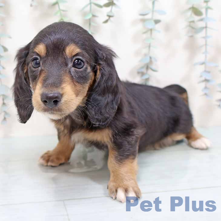 ミニチュア・ダックスフンドの写真2