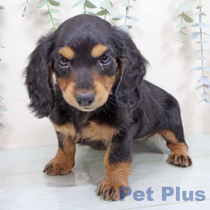 ミニチュア・ダックスフンド