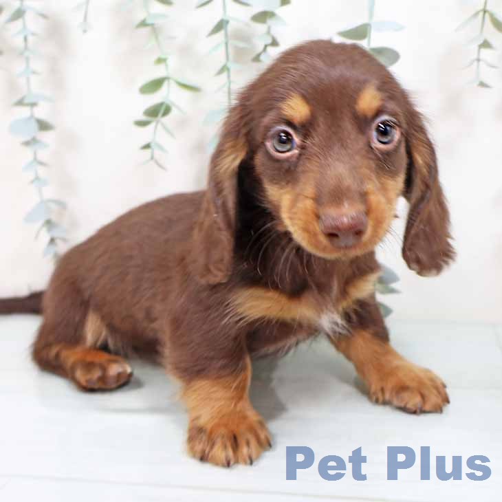 ミニチュア・ダックスフンド