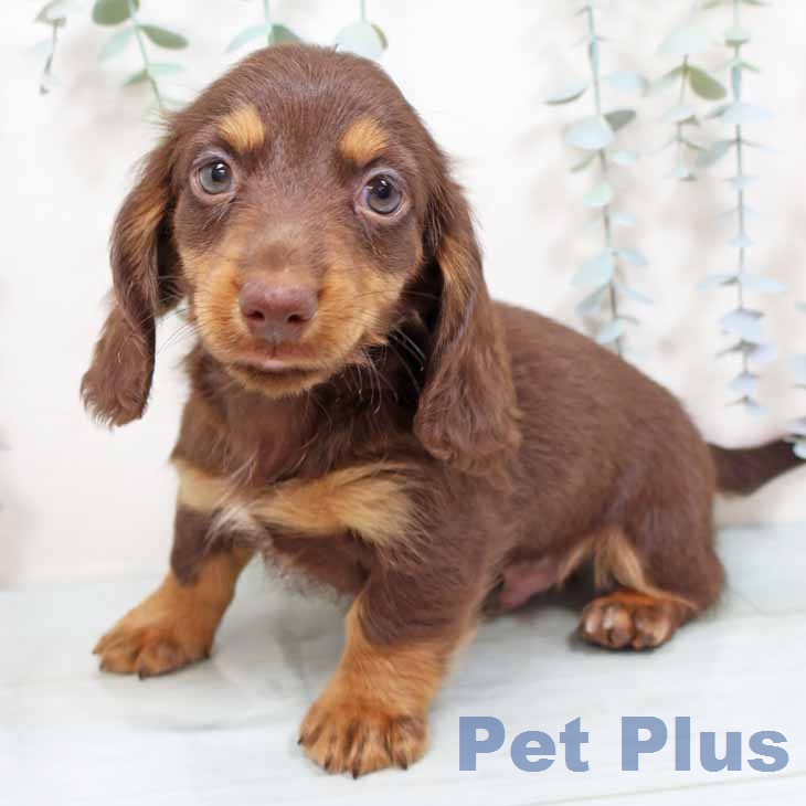 ミニチュア・ダックスフンドの写真2