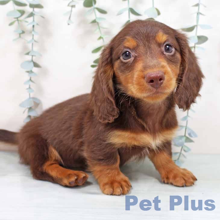 ミニチュア・ダックスフンド