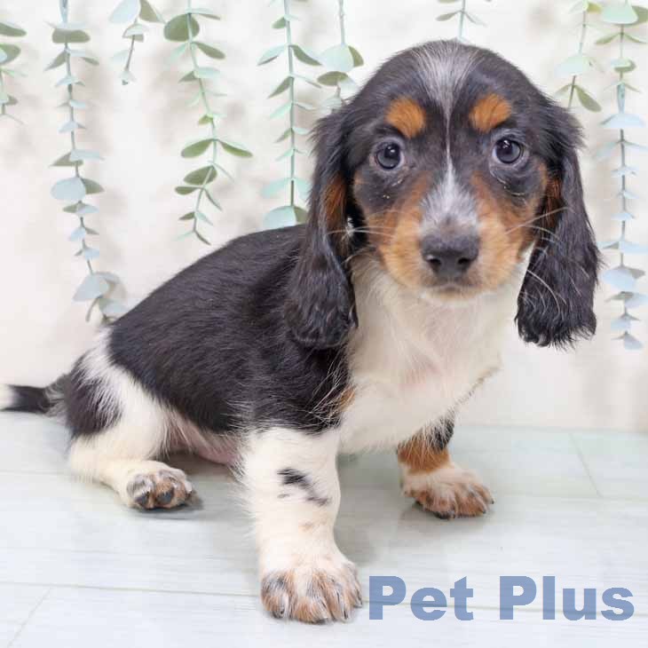 ミニチュア・ダックスフンド