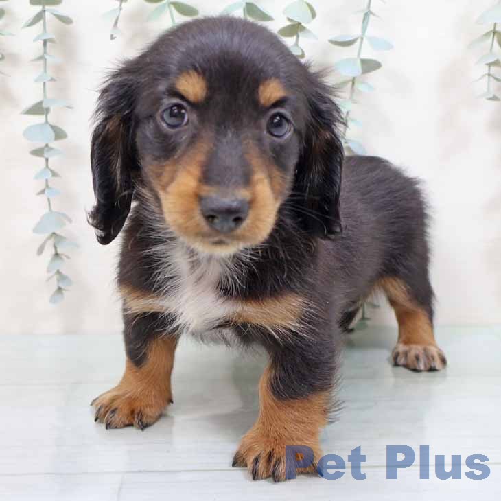 ミニチュア・ダックスフンドの写真2