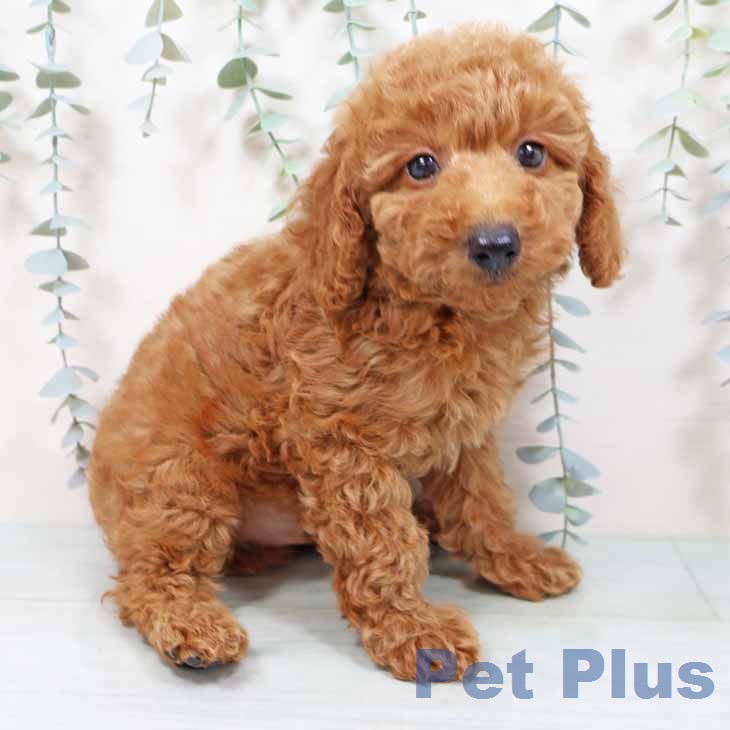 トイ・プードル