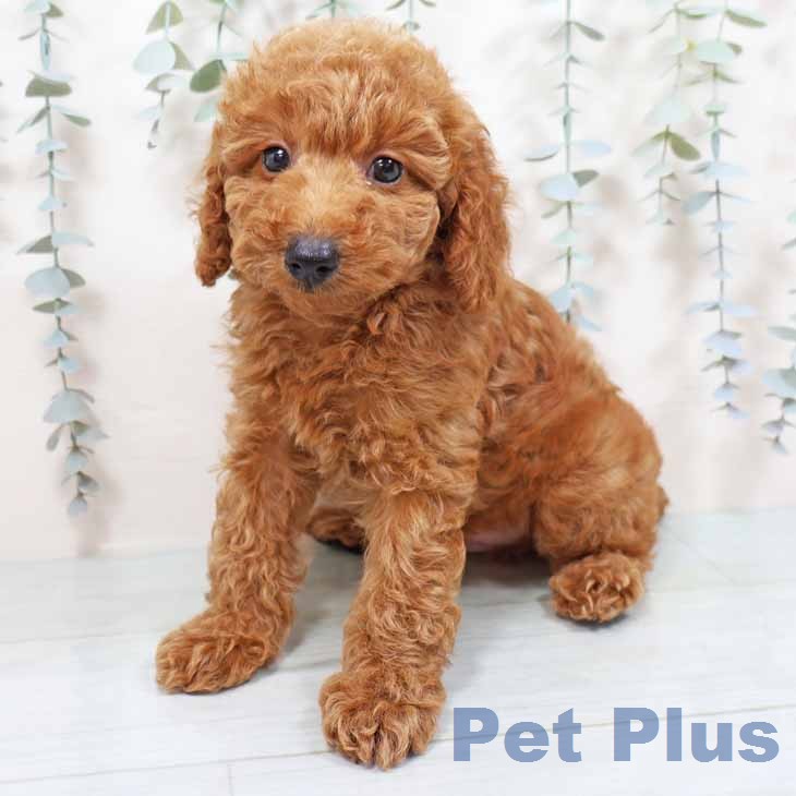 トイ・プードルの写真2