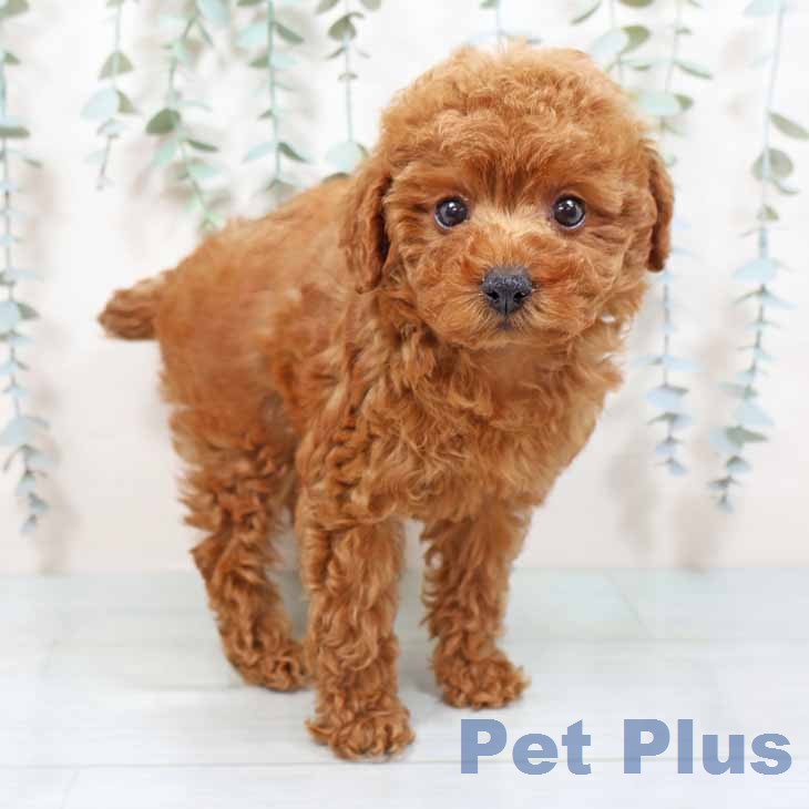 トイ・プードル