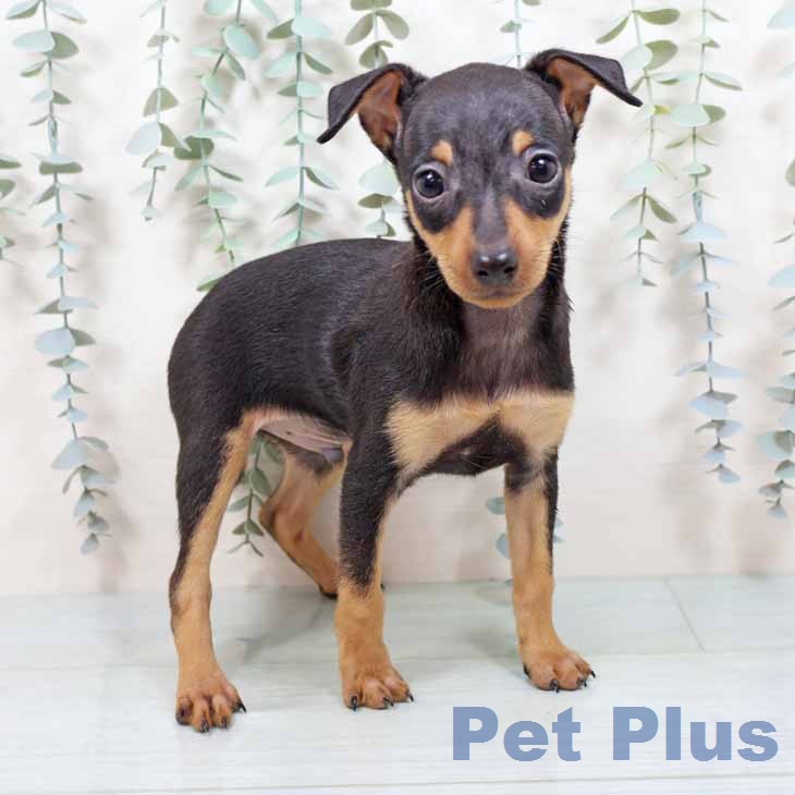 ミニチュア・ピンシャー