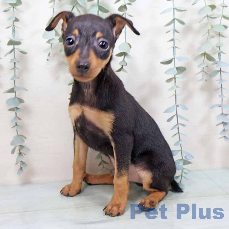 ミニチュア・ピンシャーの写真2