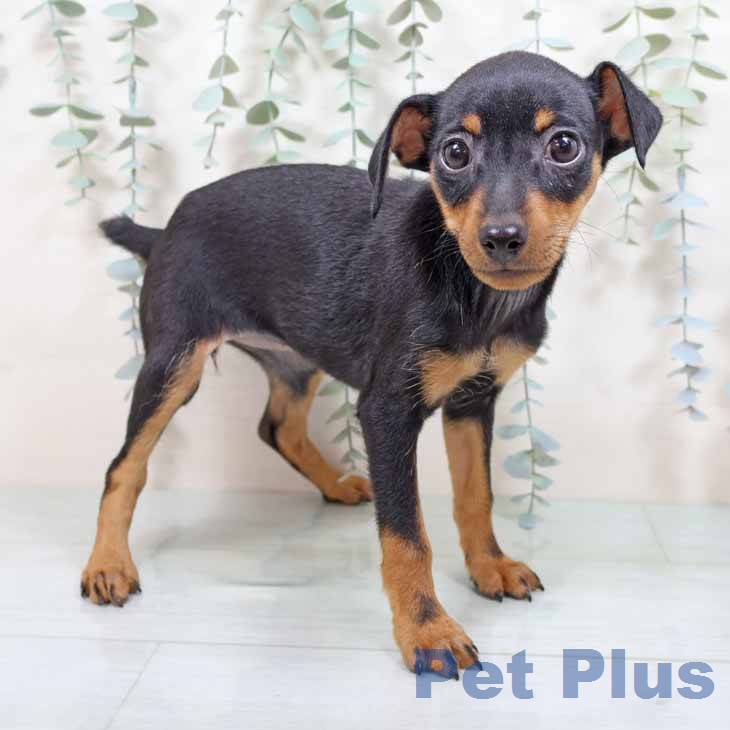 ミニチュア・ピンシャー