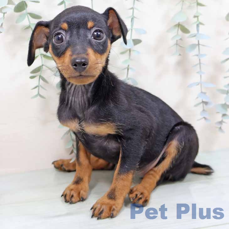 ミニチュア・ピンシャーの写真2