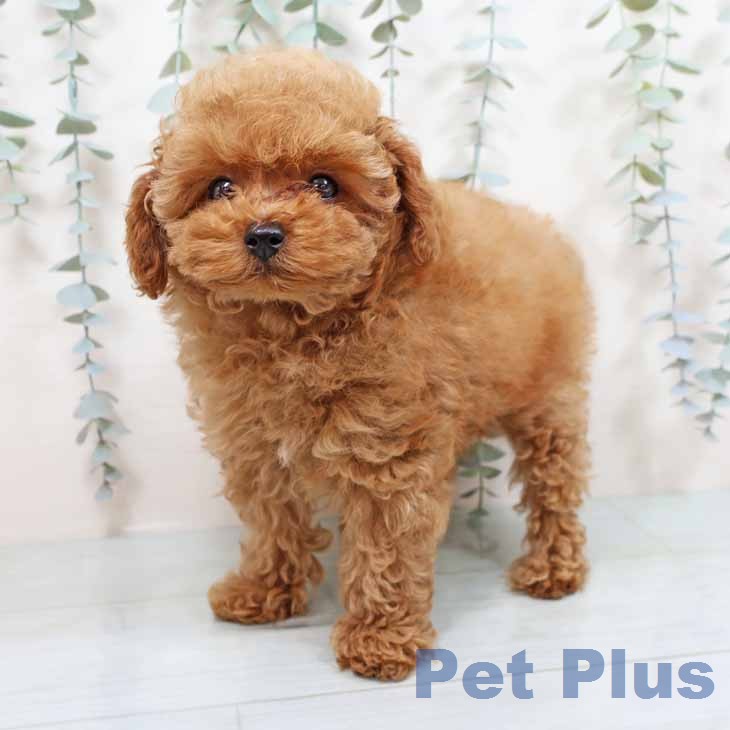 トイ・プードルの写真2