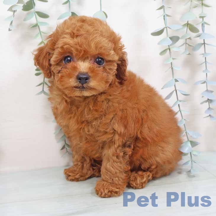 トイ・プードルの写真2