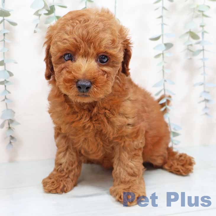 トイ・プードル