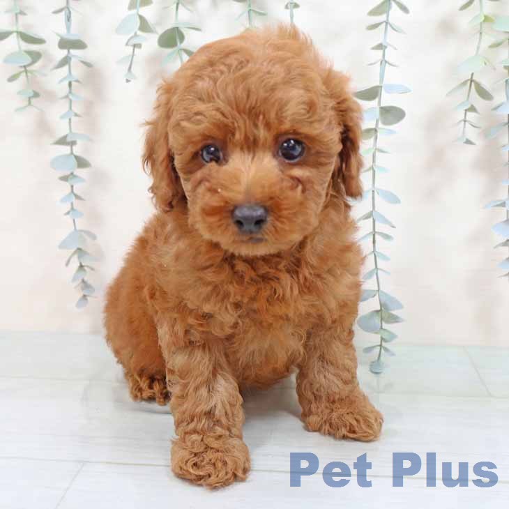 トイ・プードルの写真2