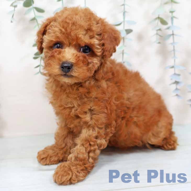 トイ・プードルの写真2