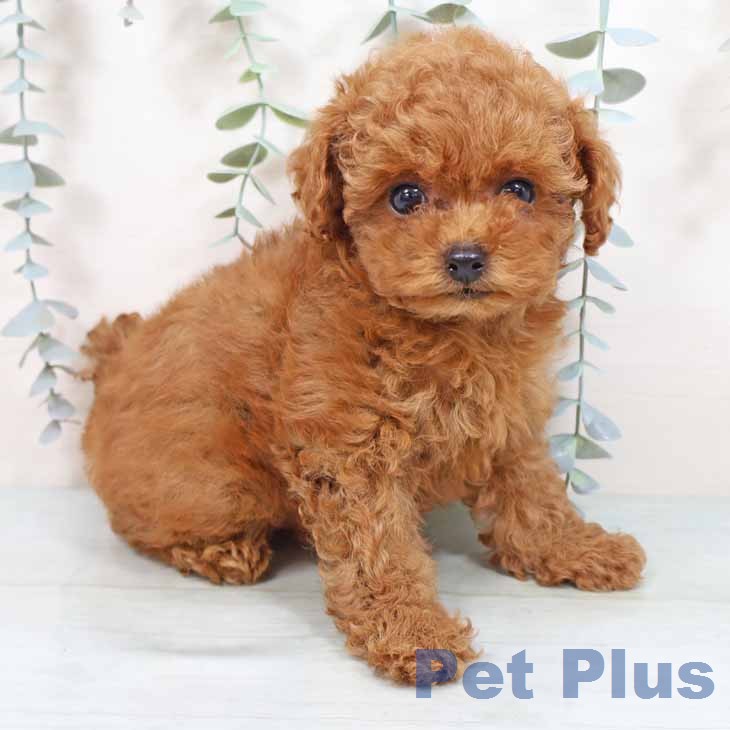 トイ・プードル