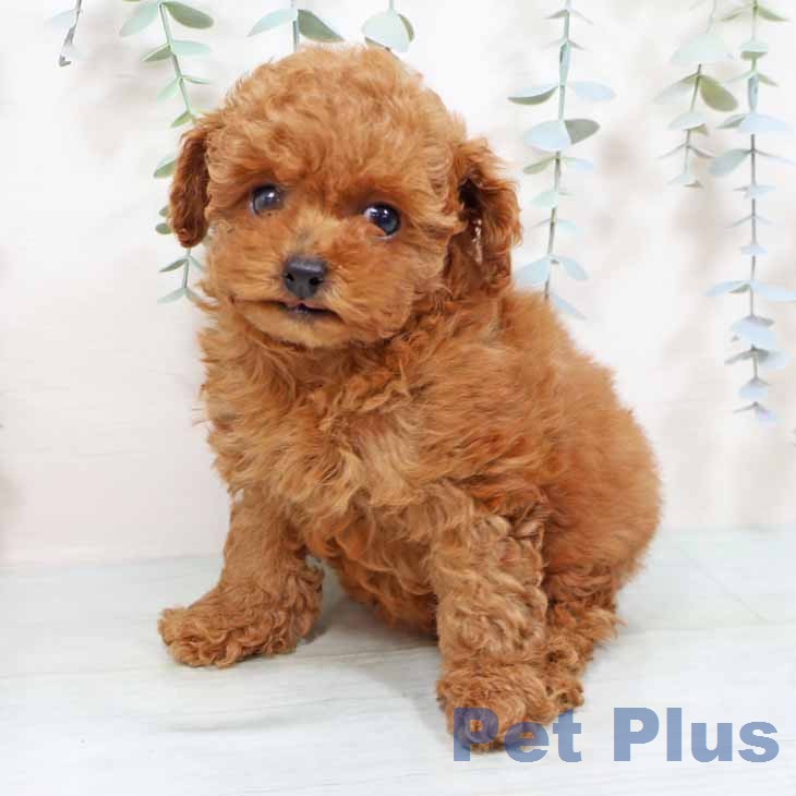 トイ・プードルの写真2