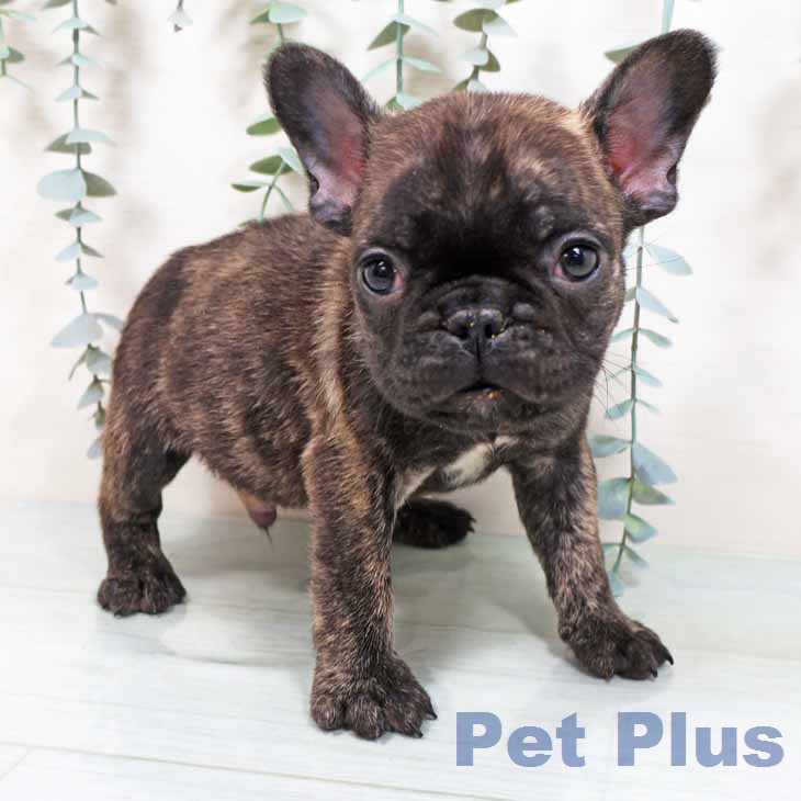 フレンチ・ブルドッグ