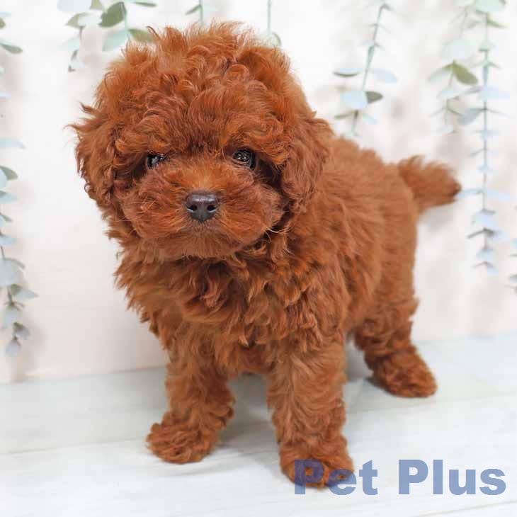 トイ・プードルの写真2