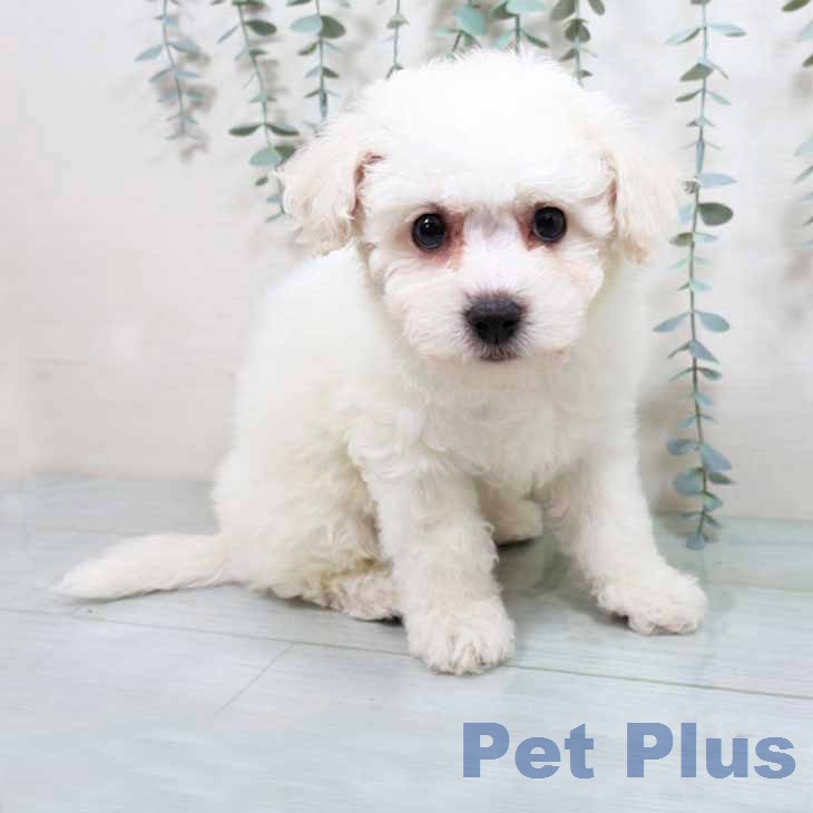 ビション・フリーゼの写真2