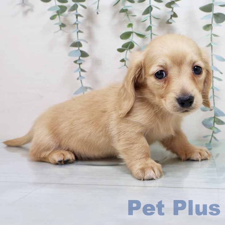 カニーンヘン・ダックスフンドの写真2