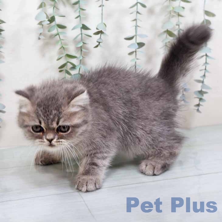 エキゾチックの写真2