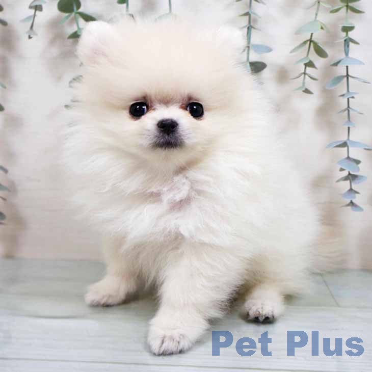 ポメラニアンの写真2