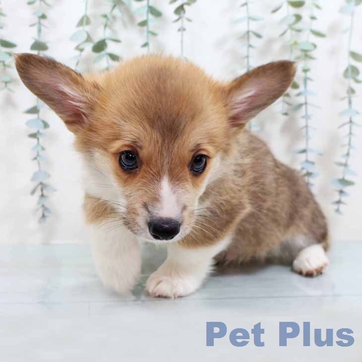 ウェルシュ・コーギー・ペンブロークの写真2