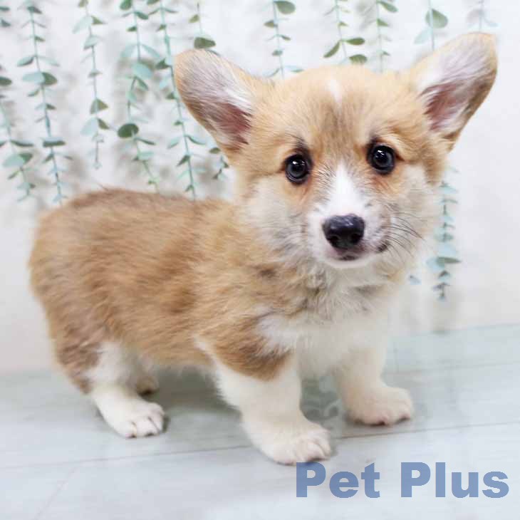 ウェルシュ・コーギー・ペンブローク