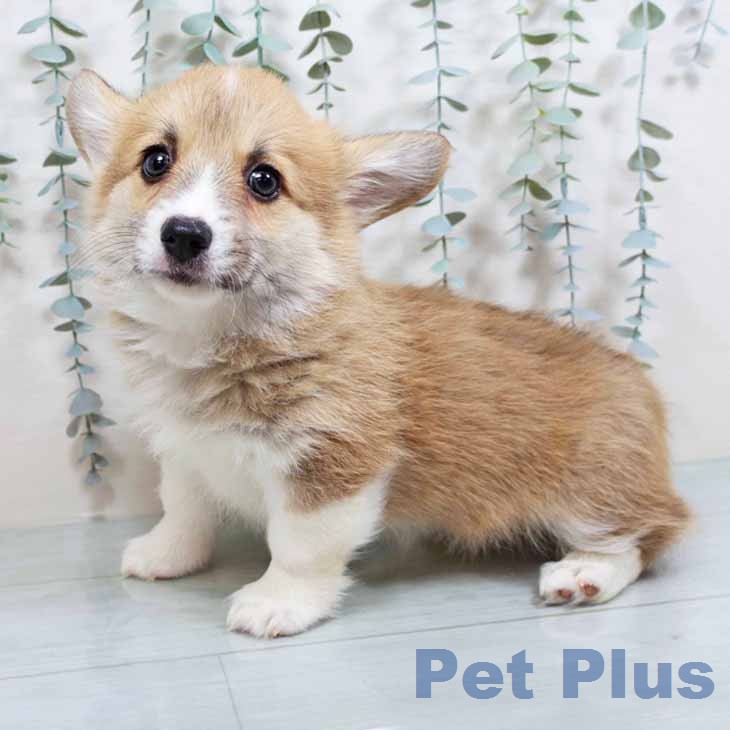 ウェルシュ・コーギー・ペンブロークの写真2