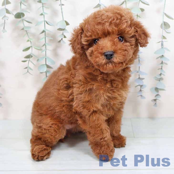 トイ・プードル