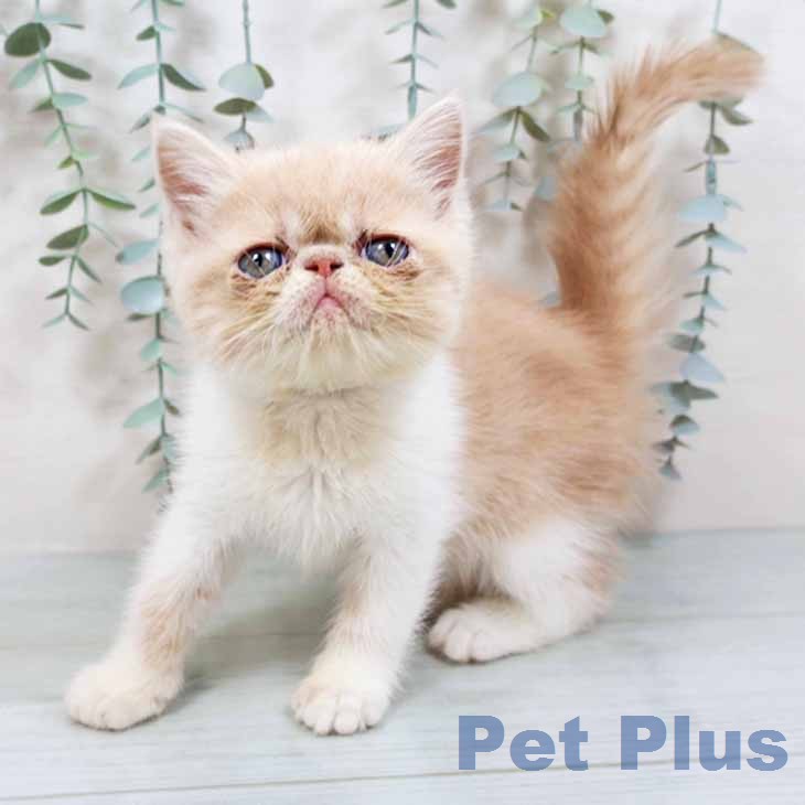 エキゾチックの写真2