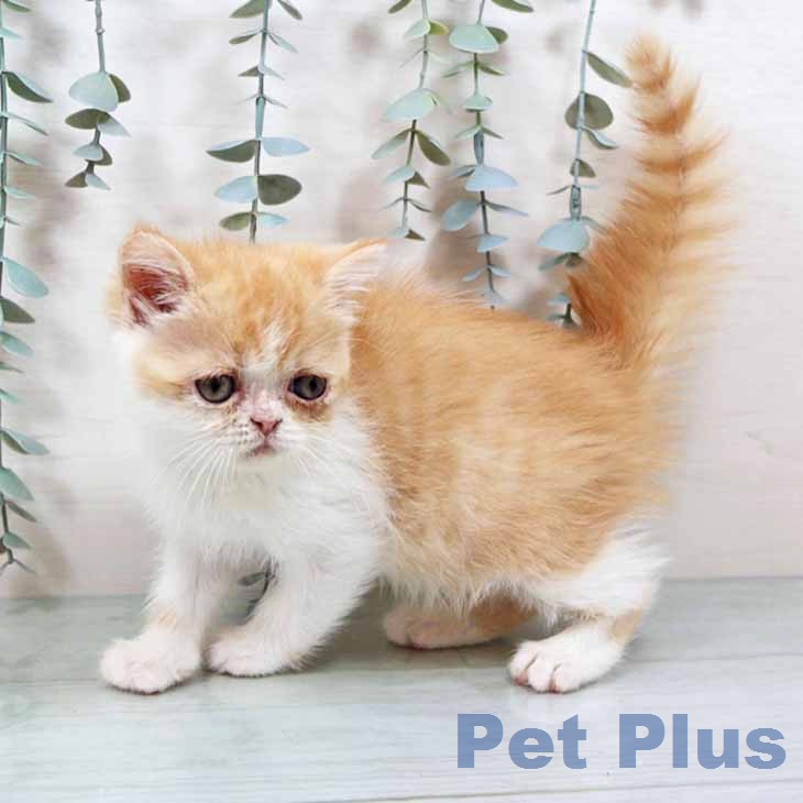 エキゾチックの写真2