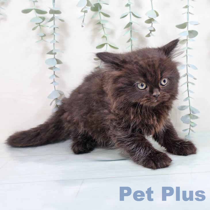 ブリティッシュロングヘア