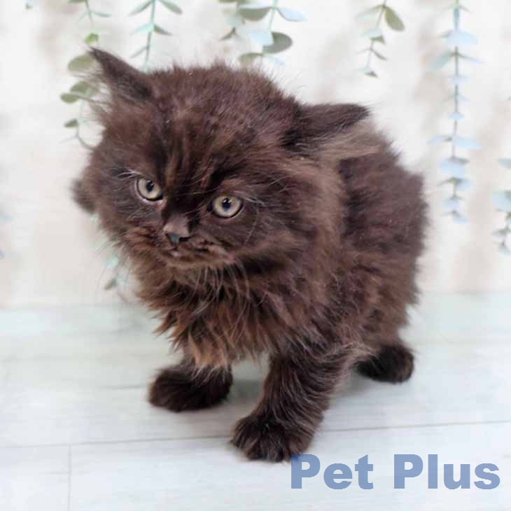 ブリティッシュロングヘアの写真2