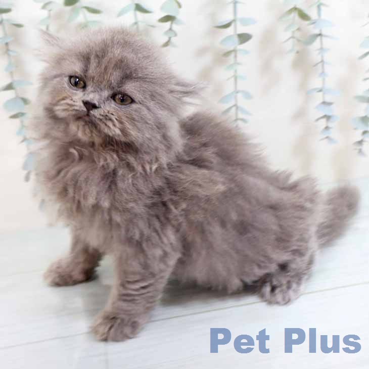 ブリティッシュロングヘア