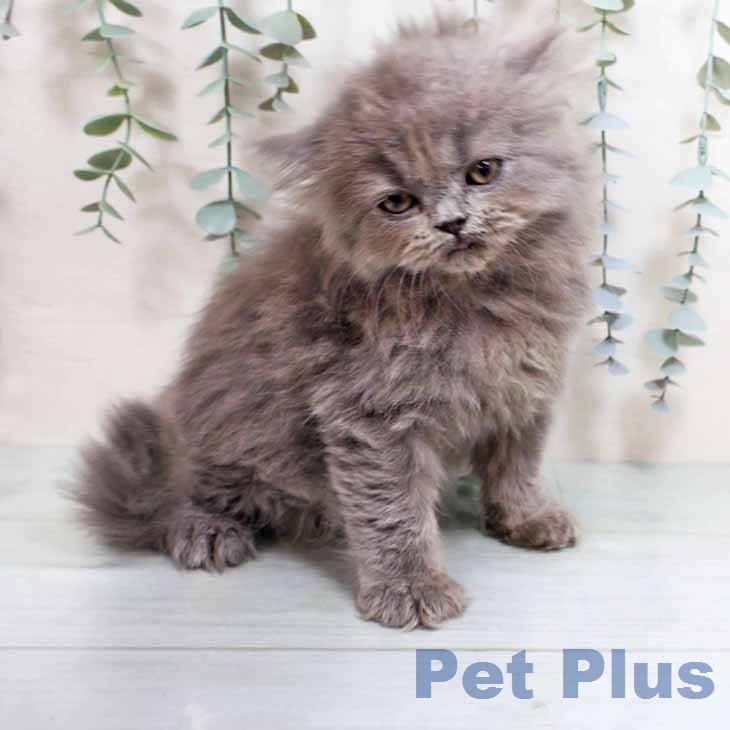 ブリティッシュロングヘアの写真2