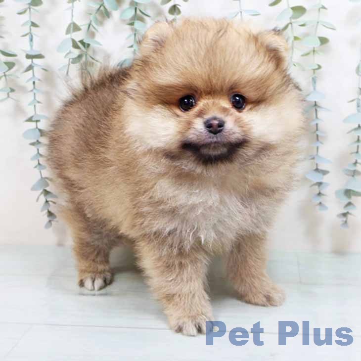 ポメラニアンの写真2