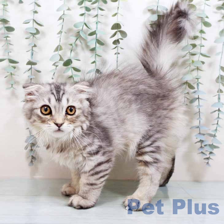 スコティッシュフォールド