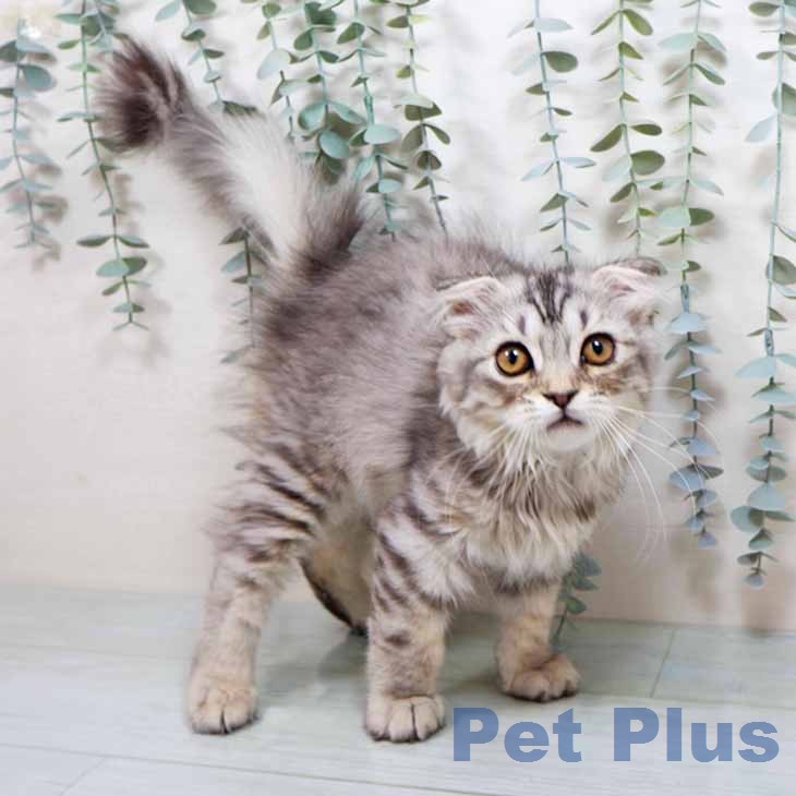 スコティッシュフォールド