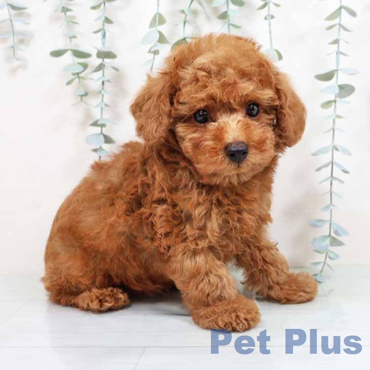 トイ・プードルの写真2