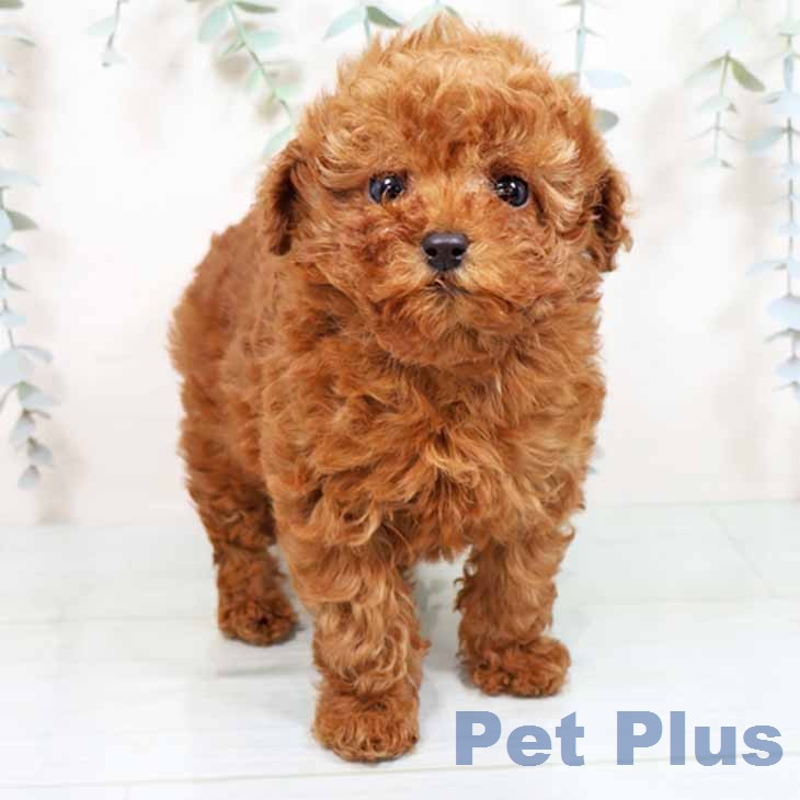 トイ・プードル