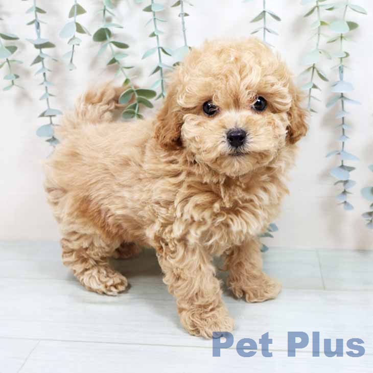 トイ・プードル