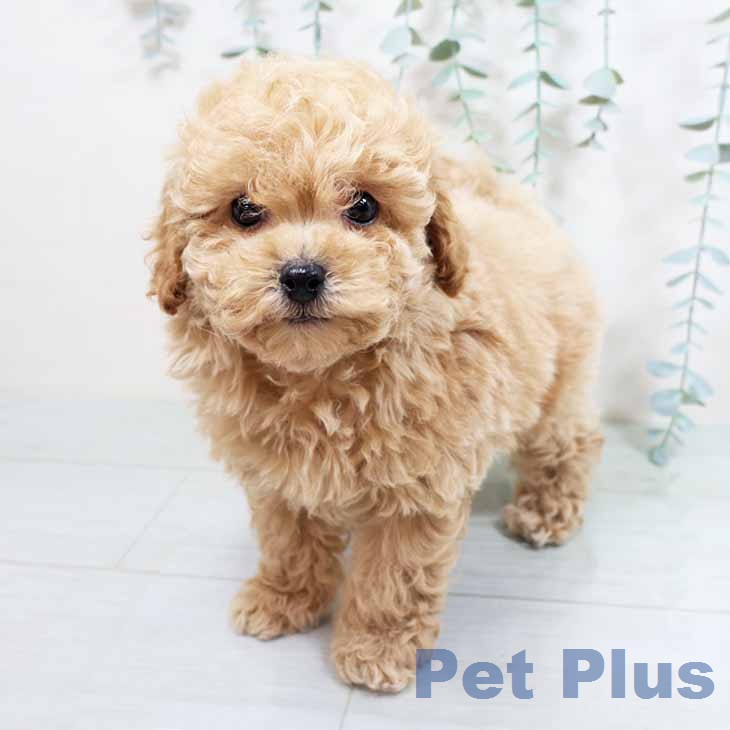 トイ・プードルの写真2