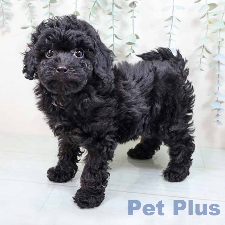 トイ・プードルの写真2