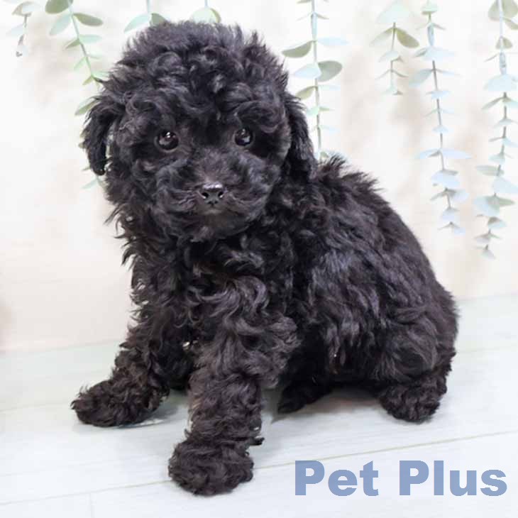 トイ・プードルの写真2