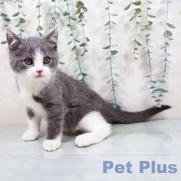 ブリティッシュショートヘア