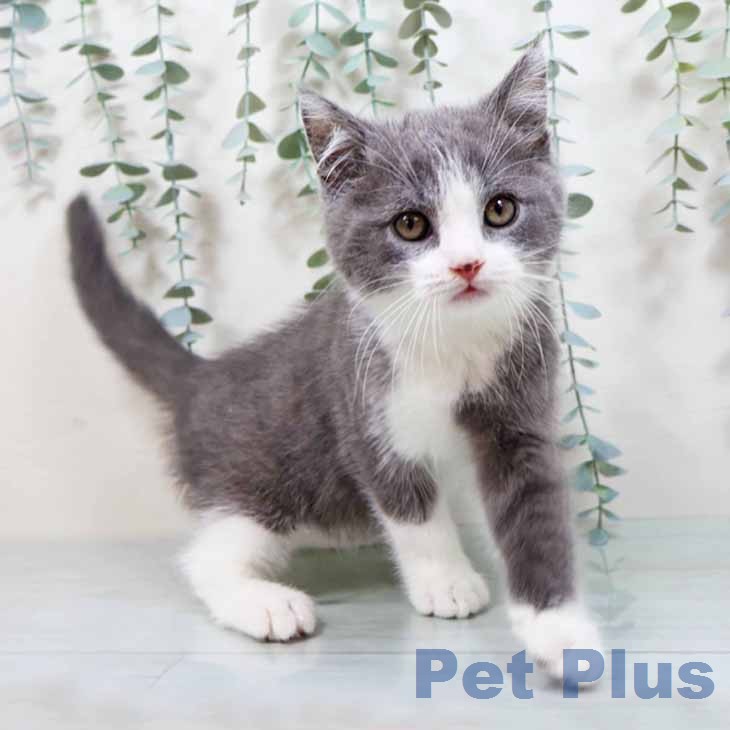 ブリティッシュショートヘアの写真2