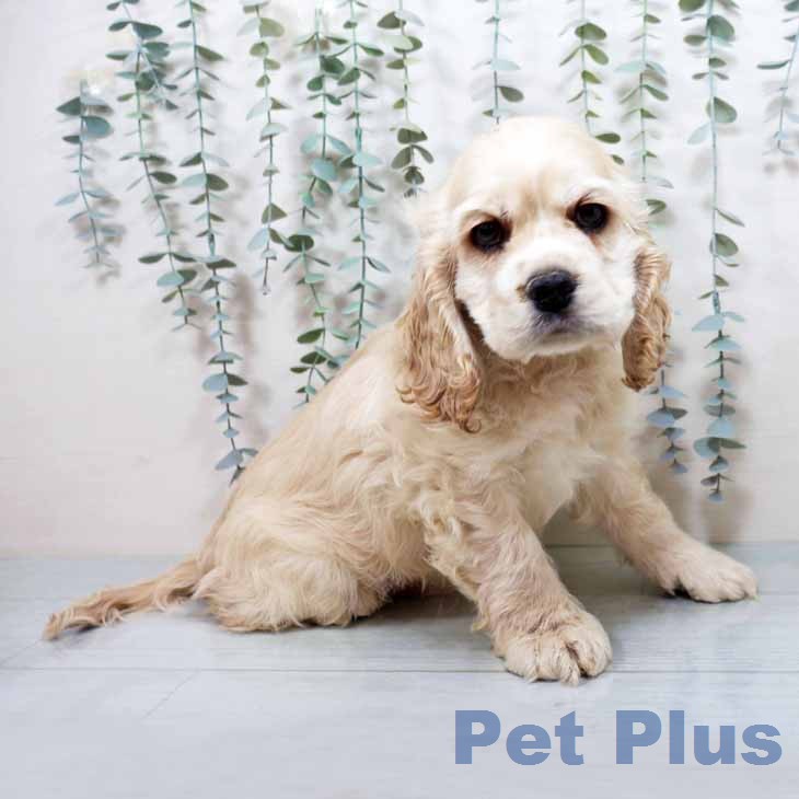 アメリカン・コッカー・スパニエル