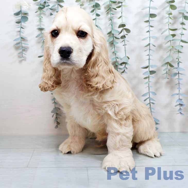 アメリカン・コッカー・スパニエル